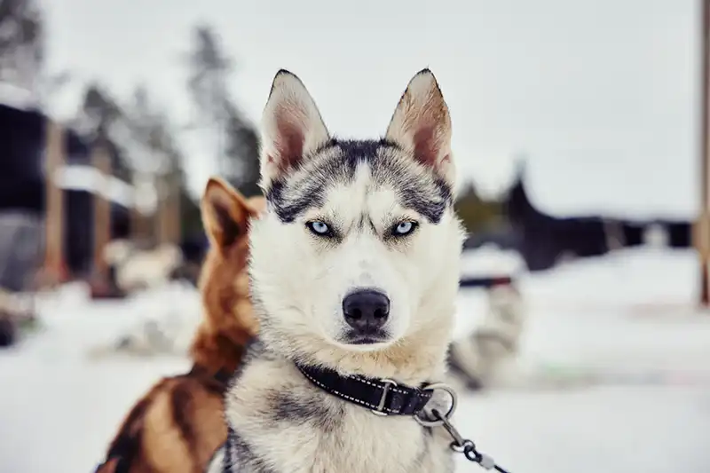 Huskytochten rovaniemi Huskytochten rovaniemi