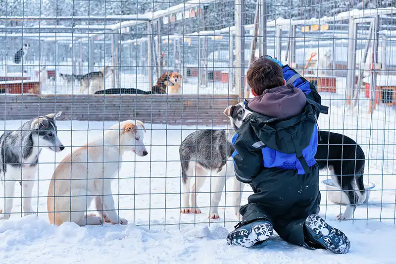 Husky Tours Rovaniemi Husky Tours Rovaniemi