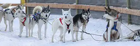 Huskytochten Rovaniemi