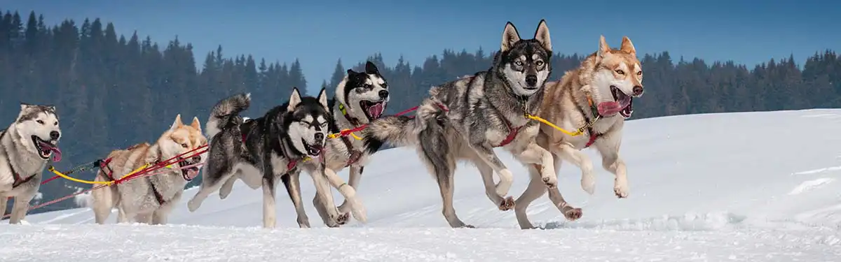 Huskytocht Rovaniemi Huskytocht Rovaniemi