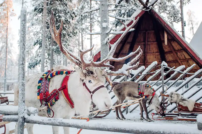 Highlights Fins Lapland Highlights Fins Lapland