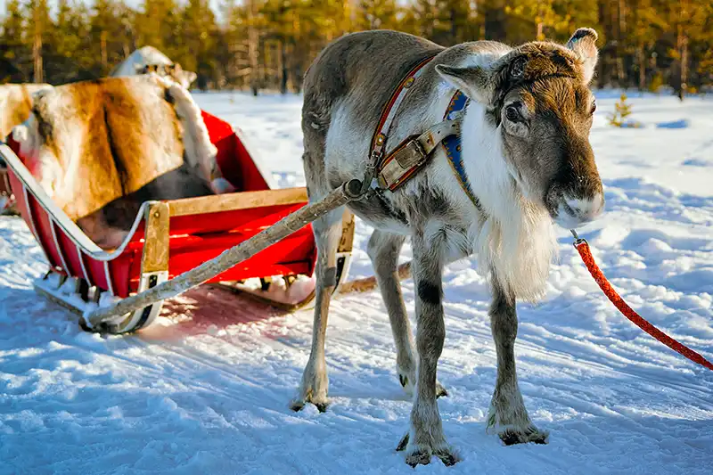 Sami kamp bezoeken Lapland Sami kamp bezoeken Lapland