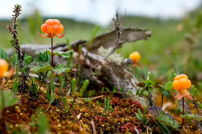 Rovaniemi Lapland Rovaniemi Lapland bezoeken